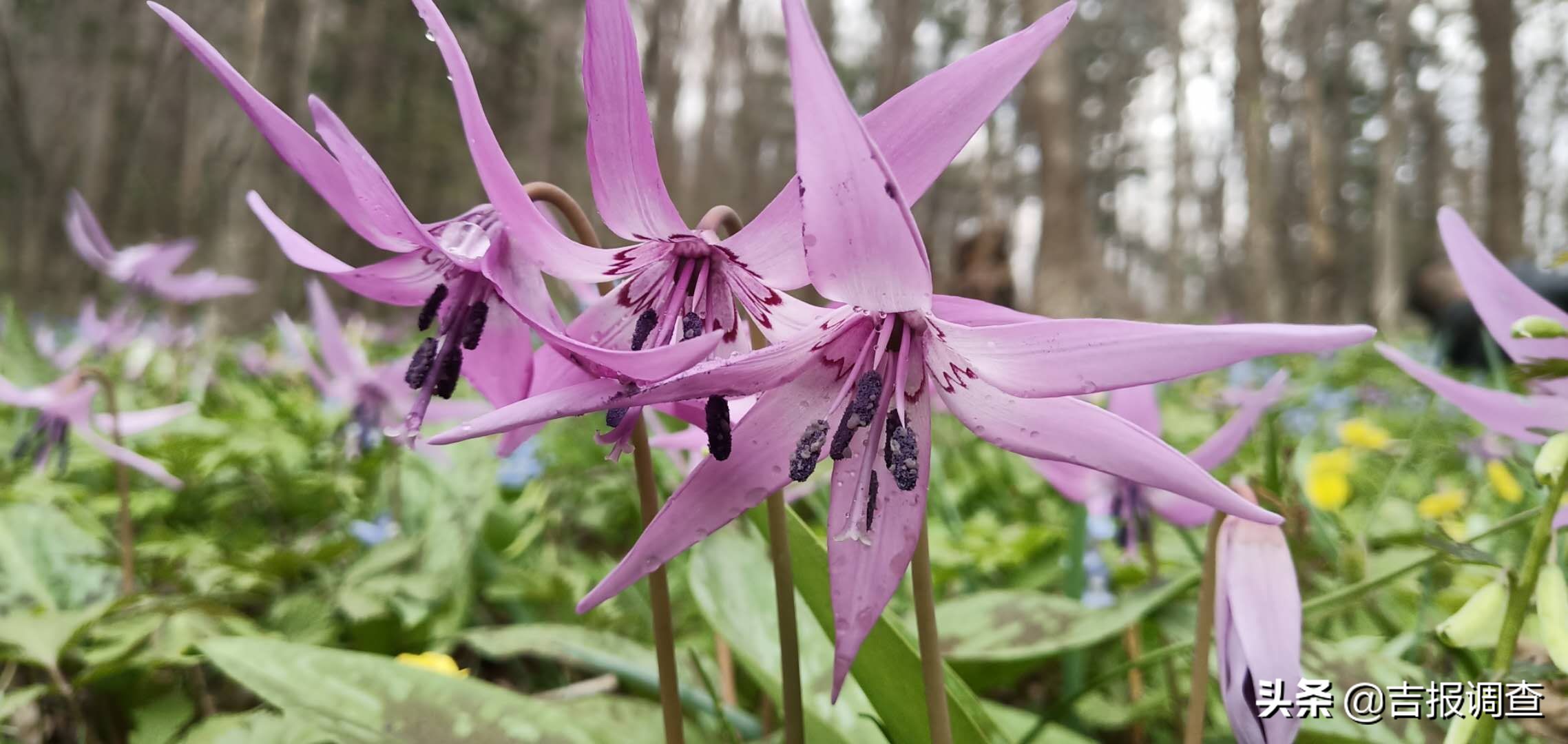 竞相怒放的猪牙花把靖宇所有的山坡装点得妩媚动人！