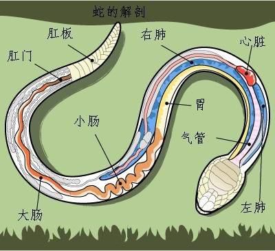 打蛇为什么要七寸，把头打烂没毒牙，还不够安全吗？
