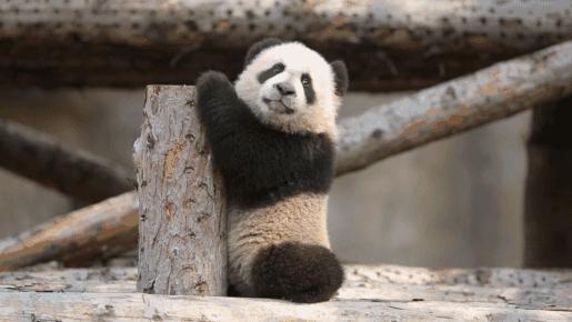 “熊猫眼”自救指南，这9款眼霜我要回购到停产！