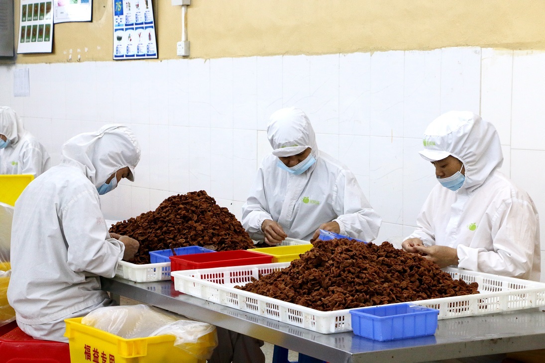 诏迎天下客,乐业青梅乡——诏安县聚力发展青梅产业