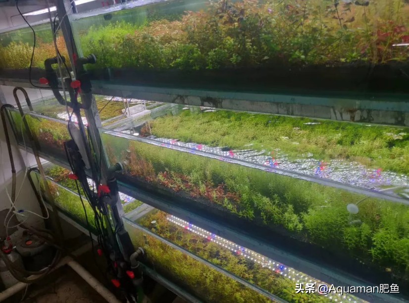 便宜又好养的水草推荐,好养又便宜的水草推荐