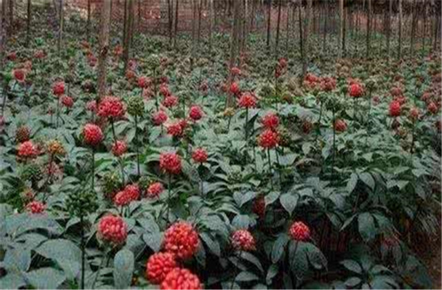 怎样栽培和加工三七,食用三七种植技术大全