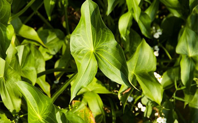 马棚茨菇,高邮大茨菇