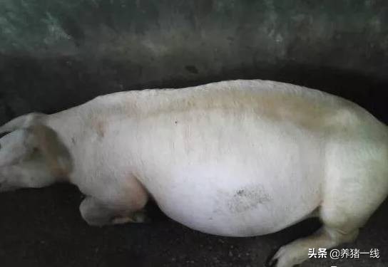 猪胀气的解决方案,育肥猪胀气怎么治