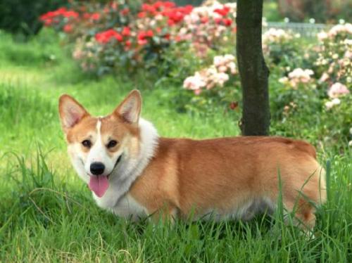 柯基犬天资聪颖看着很可爱,柯基犬精力旺盛活泼又可爱