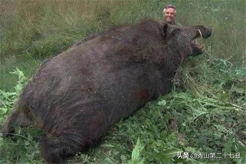 平头哥是不是世界上最凶猛的动物,世界十大凶猛动物平头哥