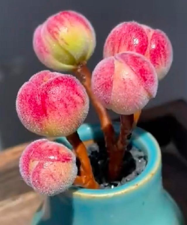 推荐几个玫瑰形的多肉植物,最像玫瑰花的8款多肉