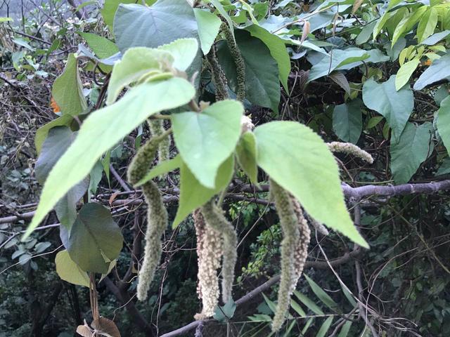 构树的药用价值可治什么病,构树树叶药用价值