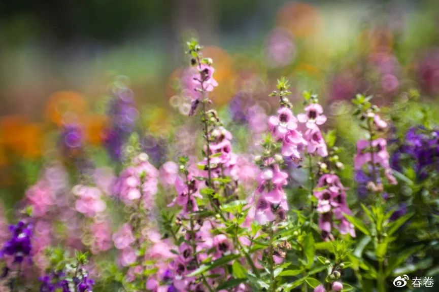 一镜多用的视频,一镜多用镜头