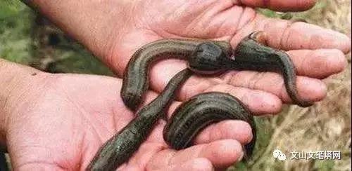 吓人!广南一男子气管内发现6厘米蚂蟥,文山人注意了……