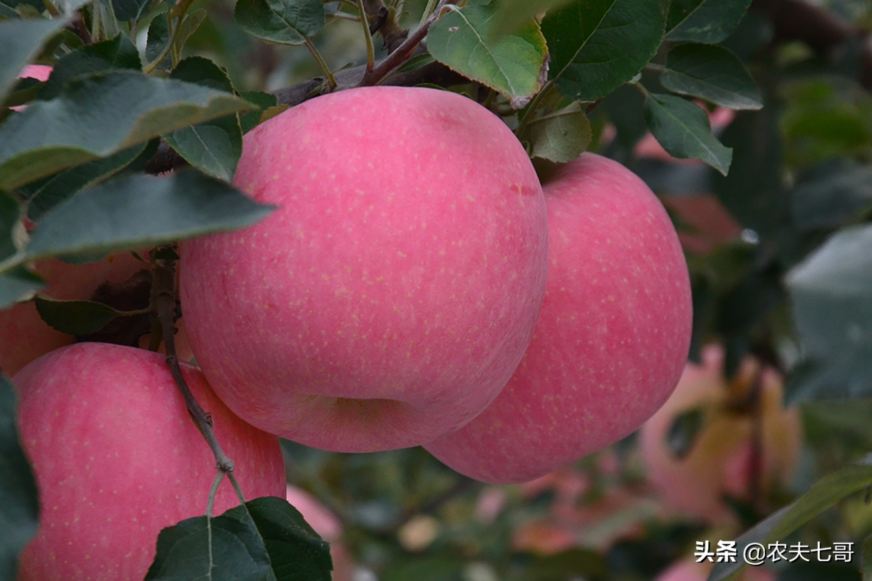 苹果顶上的黑点是啥原因,苹果小圆点有缺点吗