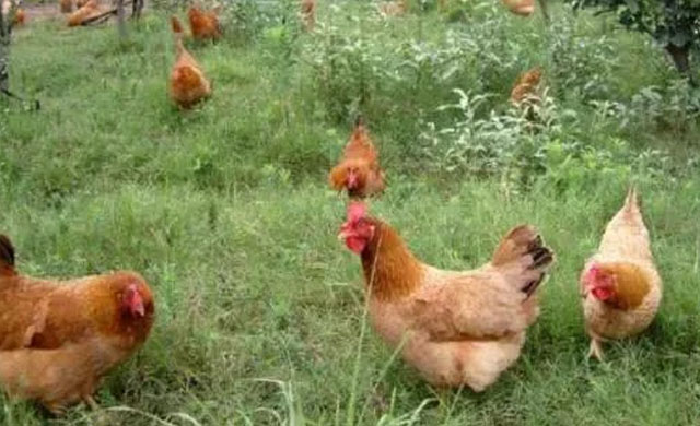 鸡有没有咳喘病,鸡咳喘小妙招