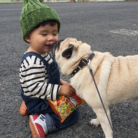 巴哥犬串串优点,巴哥犬的优点与缺点