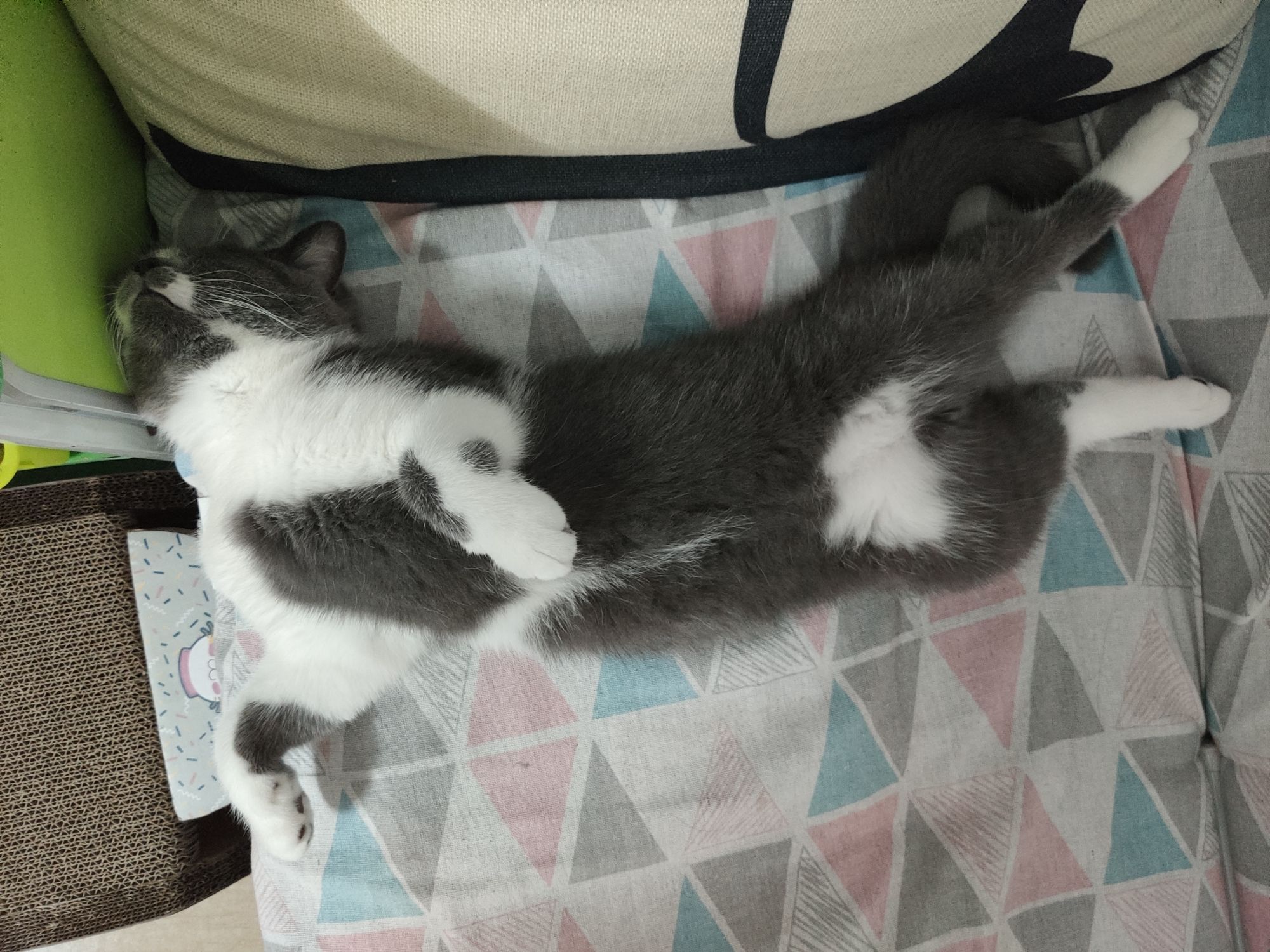 铲屎官新手养猫,铲屎官必懂的养狗知识