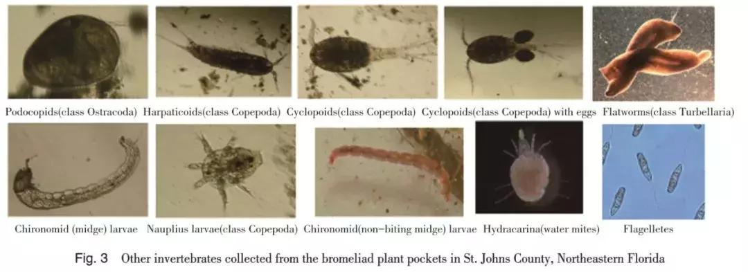 凤梨科的其它植物,凤梨食虫植物