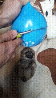 最新海外火爆搞笑视频,50张全球搞笑gif