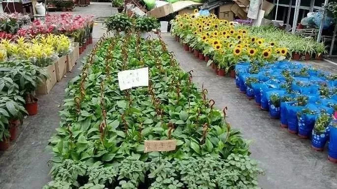 【FENG向】丰台花乡:匠人匠心,八百年打造京城里的″花花世界″