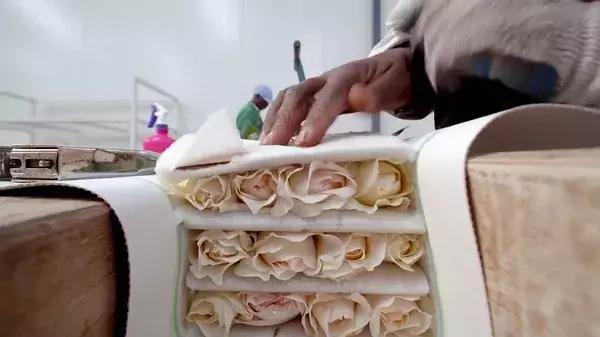 世界第一鲜花市场视频,bbc探秘墨西哥毒品战争