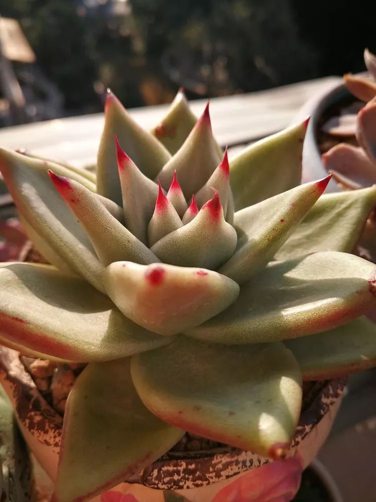 一杯清茶一道暖阳,一杯清茶温暖的时光