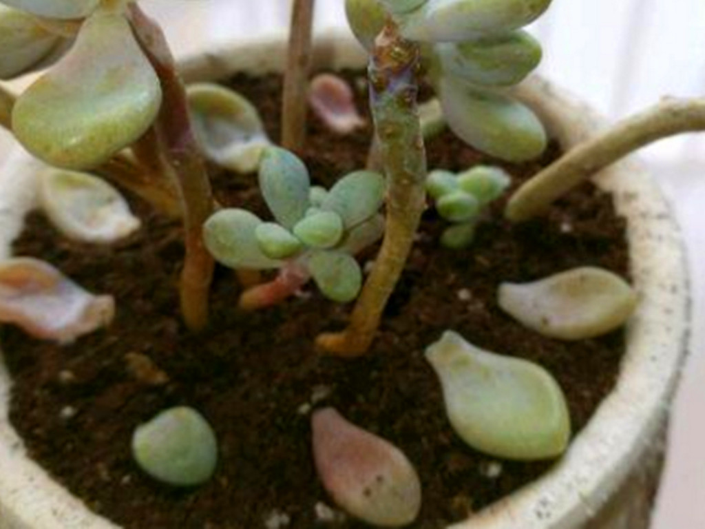 多肉掉叶子了怎么补救,多肉掉叶子怎么挽救