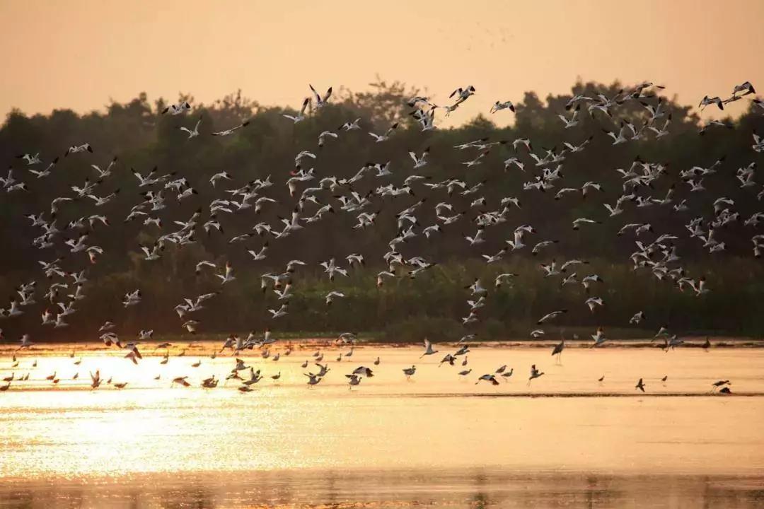 广州南沙花园酒店值不值得去,周末打卡广州老字号