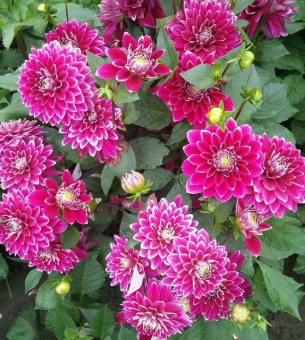 大丽花籽出苗后何时栽种合适,大丽花种子种植方法和注意事项