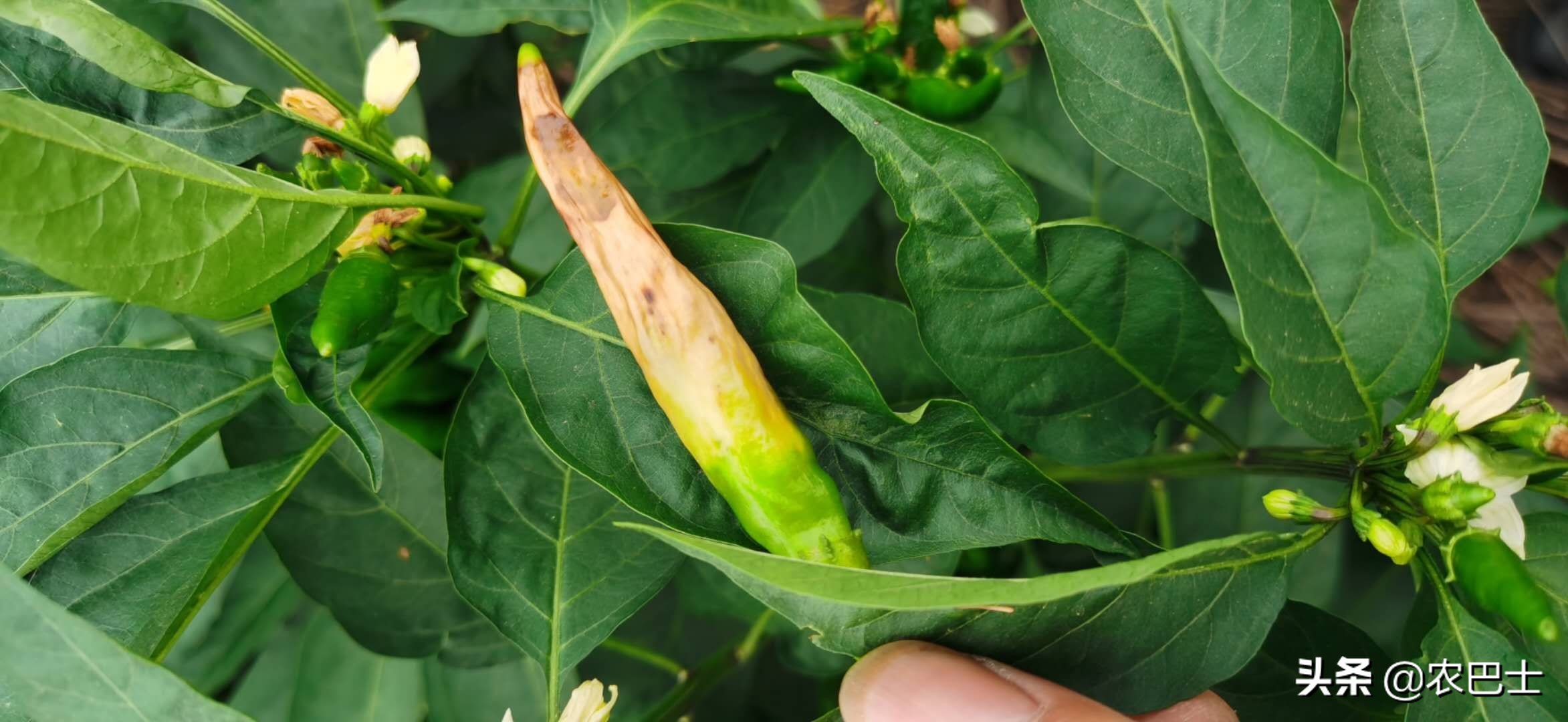 辣椒日灼病和脐腐病,朝天椒辣椒日灼病防治方法