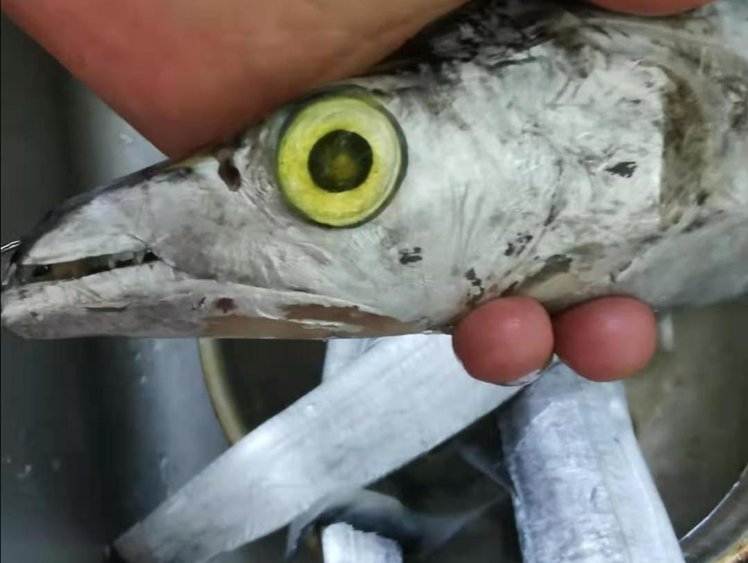 带鱼怎么处理干净外皮,带鱼怎么收拾干净详细步骤