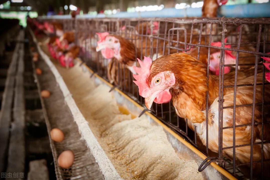 蛋鸡如何饲养才能提高产蛋量,蛋鸡控制温度的方法