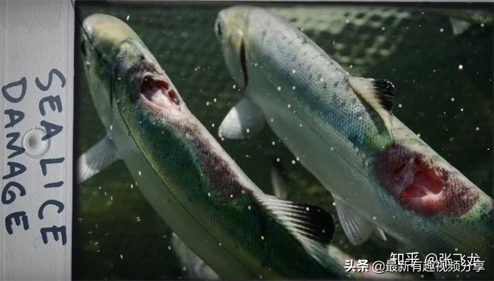 挪威三文鱼养殖环境恶劣纪录片,挪威三文鱼养殖环境恶劣新闻