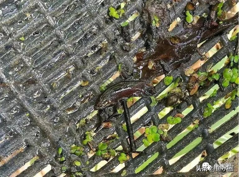 泰国斗鱼和中国斗鱼的杂交品种,中国斗鱼与泰国斗鱼哪个更厉害