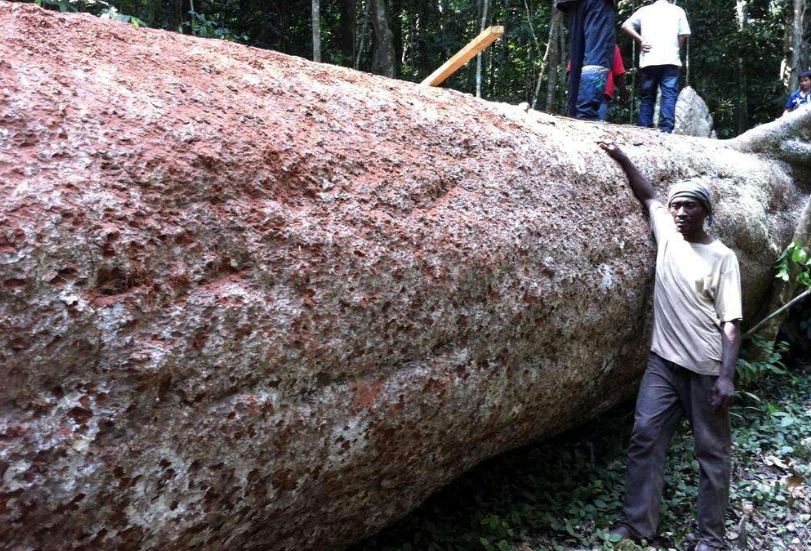 价值240万非洲的原木,雕刻成品出来后震惊全场,一片心疼声!