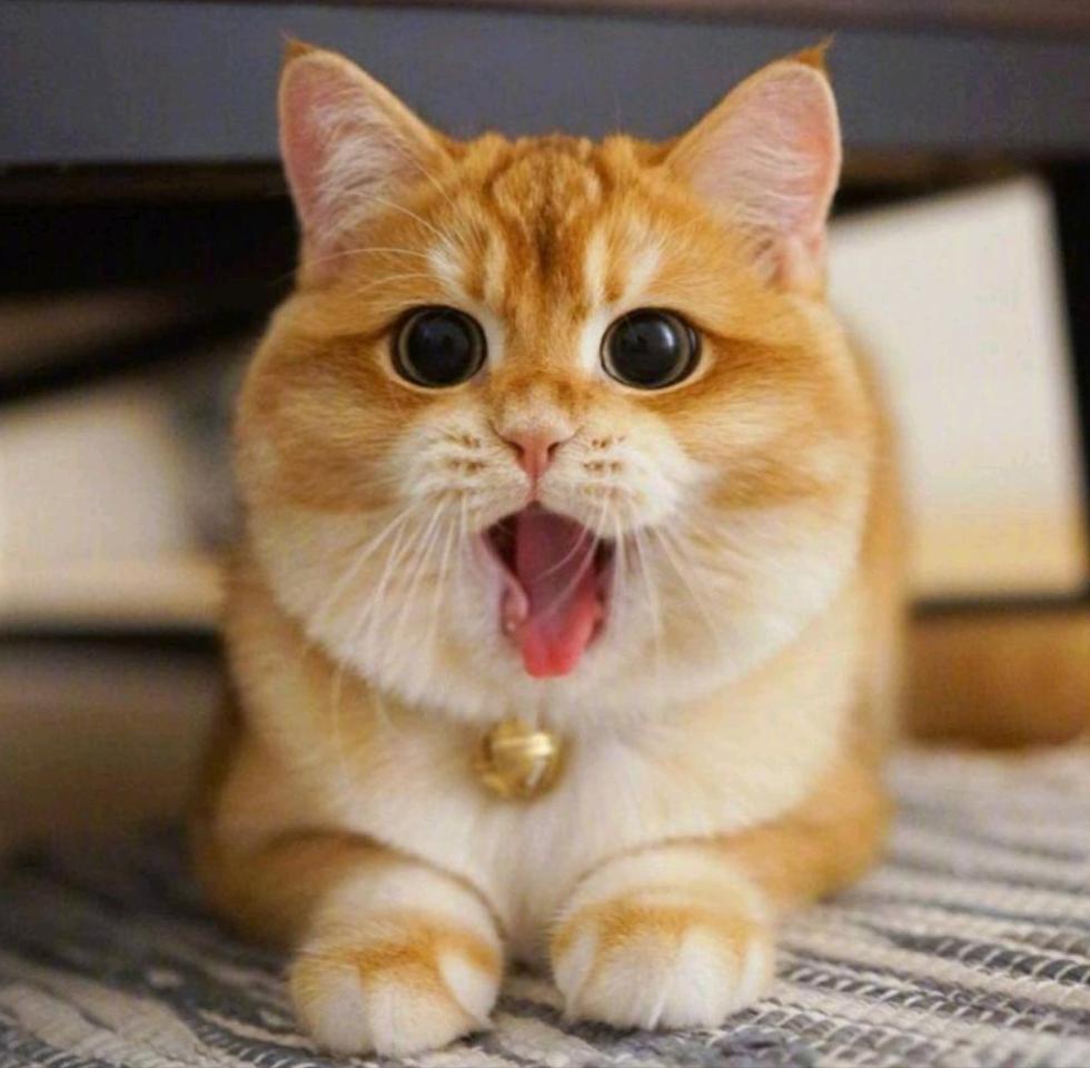 猫咪寿命比较长的有哪些,猫咪的寿命一般在多长时间左右