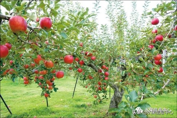 日本苹果种植现状,为什么日本苹果质量比中国的好