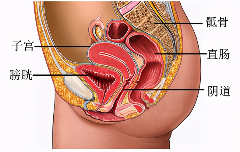 大肠是什么样的,大肠是什么梗