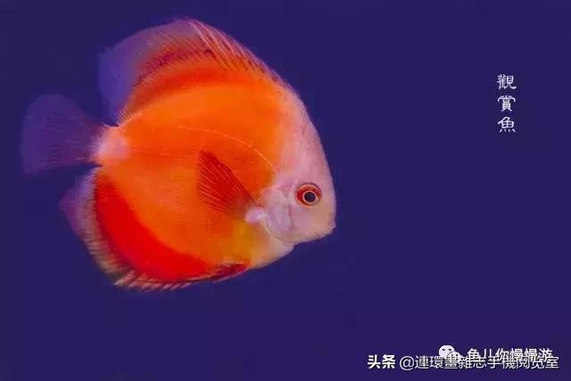 漂亮极了的十三种观赏鱼,漂亮的热带鱼观赏鱼有哪些