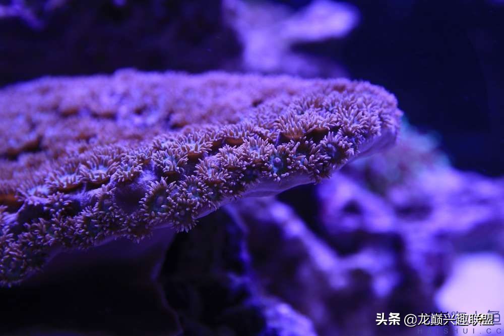 从零开始玩海缸的方法,从零开始玩海缸全过程