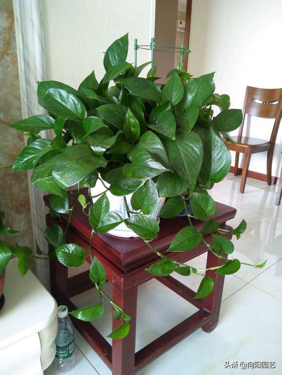 绿萝叶子尖发黑发黄怎么办,绿萝根部发黑叶子变黄怎么养