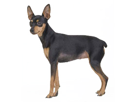 聪明的小宠物狗都有哪些品种,哪种宠物狗最聪明听话又好养