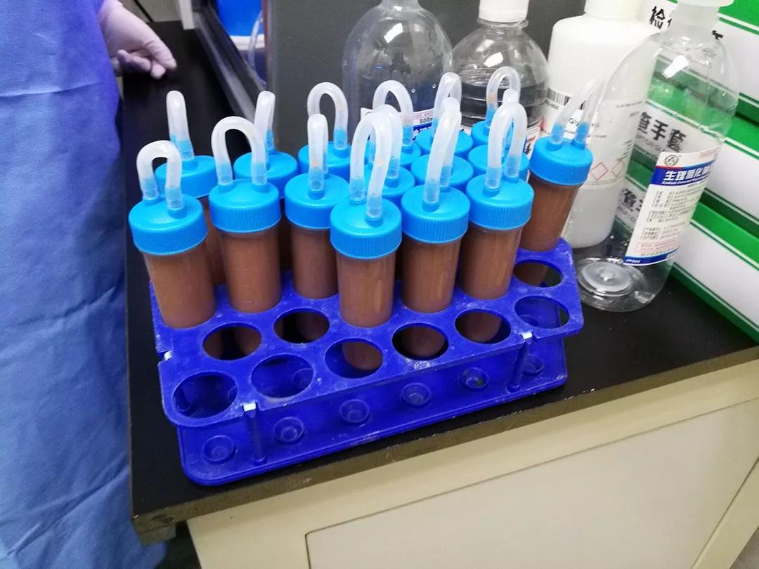 “吃屎”吗?能治病