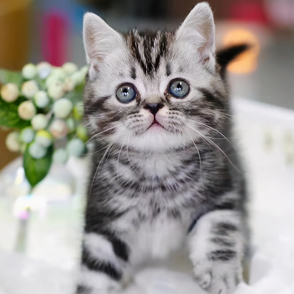 新手养猫攻略3年养猫经验分享,第一次养猫建议公猫还是母猫