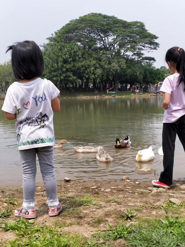 深圳海上田园一日游,深圳宝安海上田园风景
