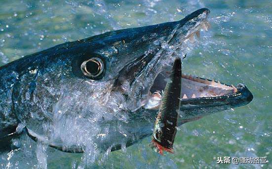 路亚参数讲解,新手入门路亚怎么选参数