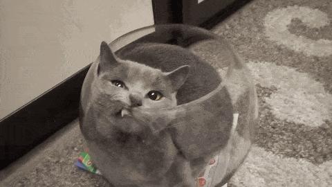 猫咪身上不同的味道代表什么,为什么猫咪的眼睛有不同颜色