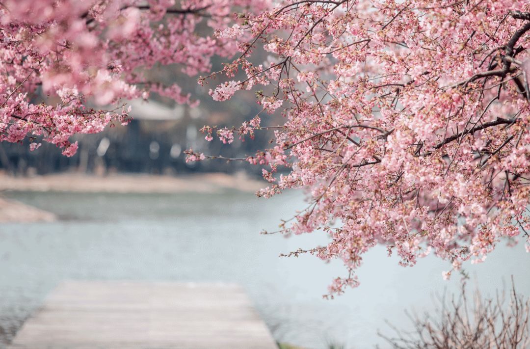 松江区夏日游玩攻略,松江古镇旅游攻略一日游