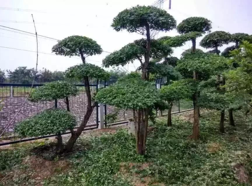 顶级朴树盆景寿命多少年,十种寿命最长的树