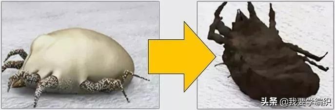 后背长痘的原因和改善方法,后背长痘太可怕了该怎样调理