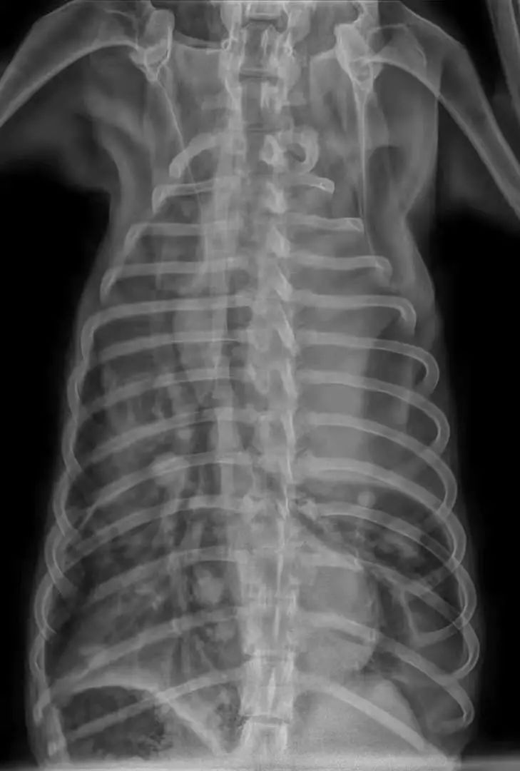 震惊！原来狗狗也会患乳腺肿瘤，宠物家长该怎么样