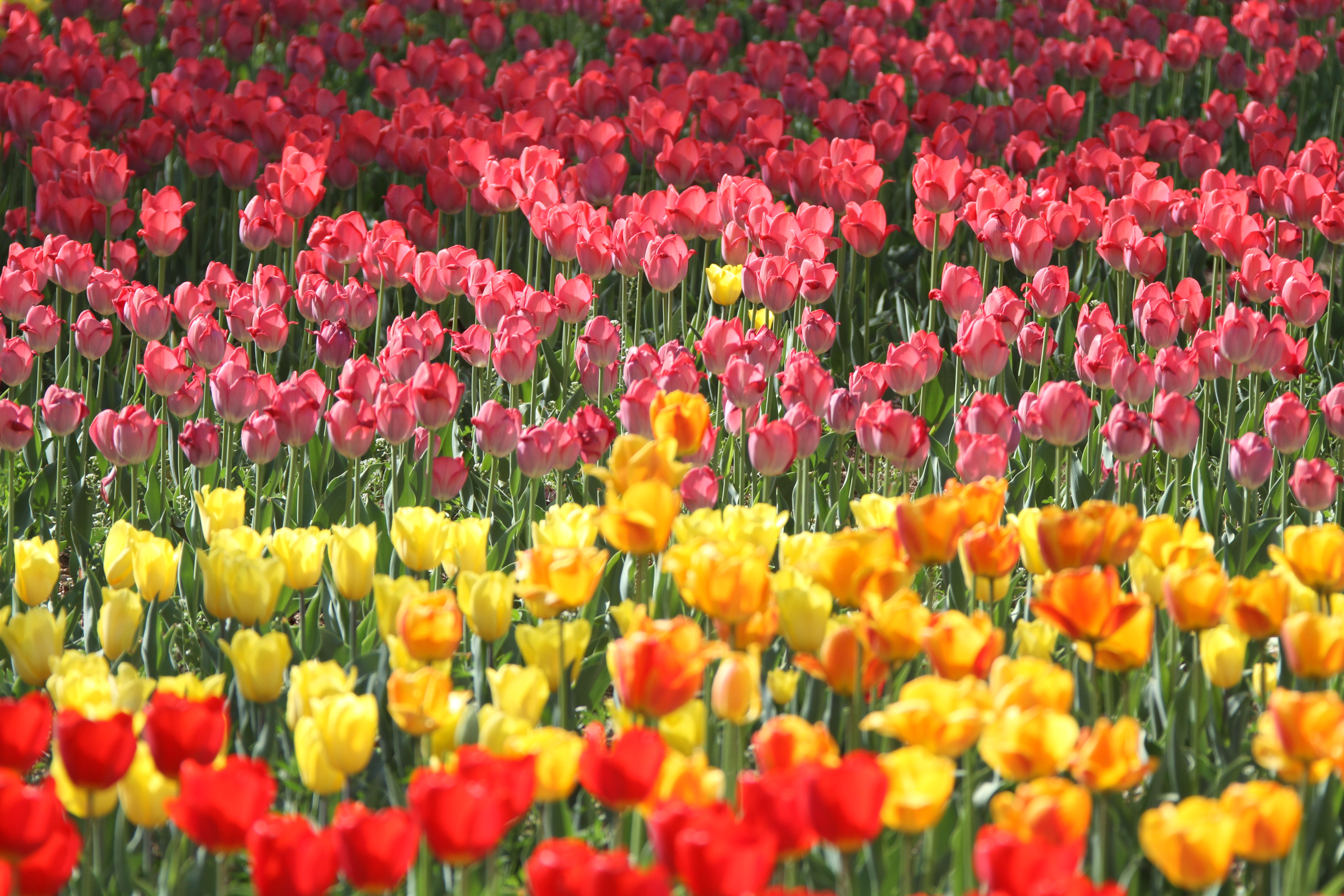 荷兰郁金香花风景图片,荷兰花海的郁金香真漂亮