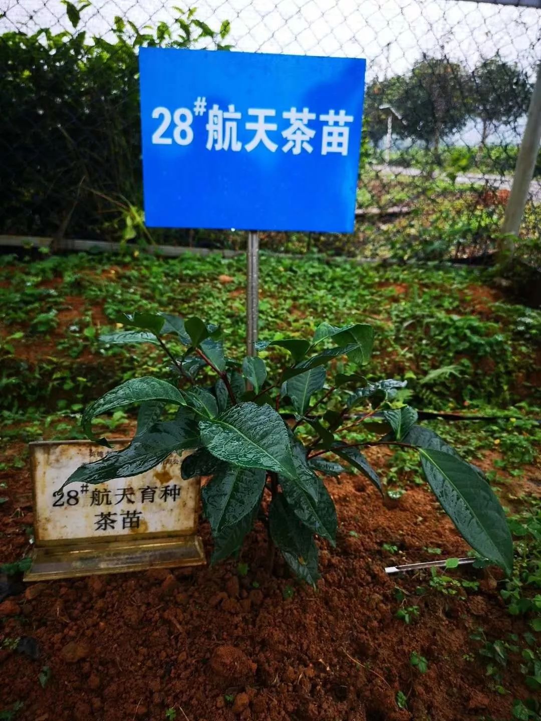 十月21-24日相约“岭南古邑”英德